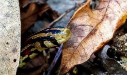 花 蛇在线观看,一场视觉与情感的盛宴